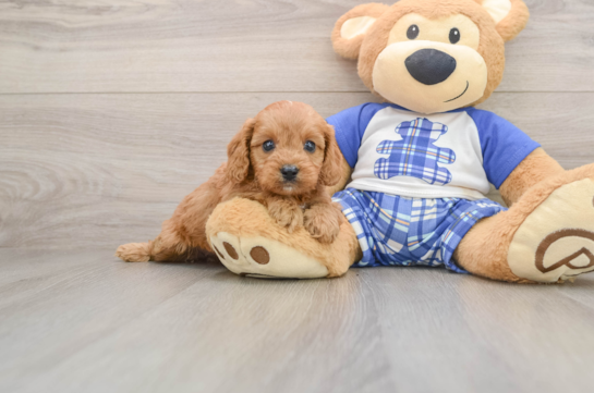 Popular Cavapoo Poodle Mix Pup