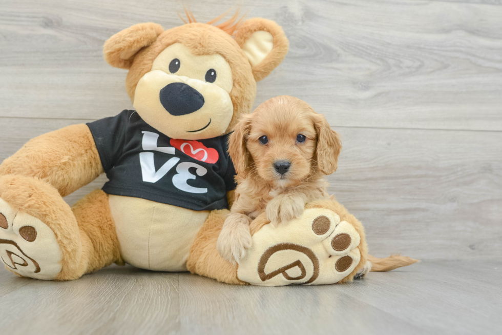 Friendly Cavapoo Baby