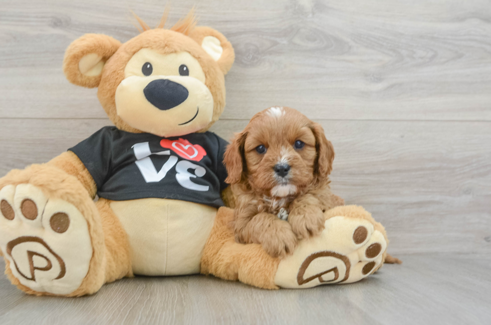 6 week old Cavapoo Puppy For Sale - Lone Star Pups