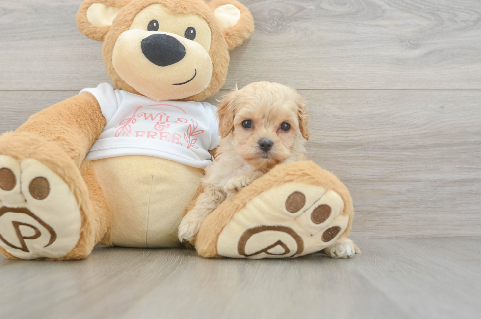 7 week old Cavapoo Puppy For Sale - Lone Star Pups