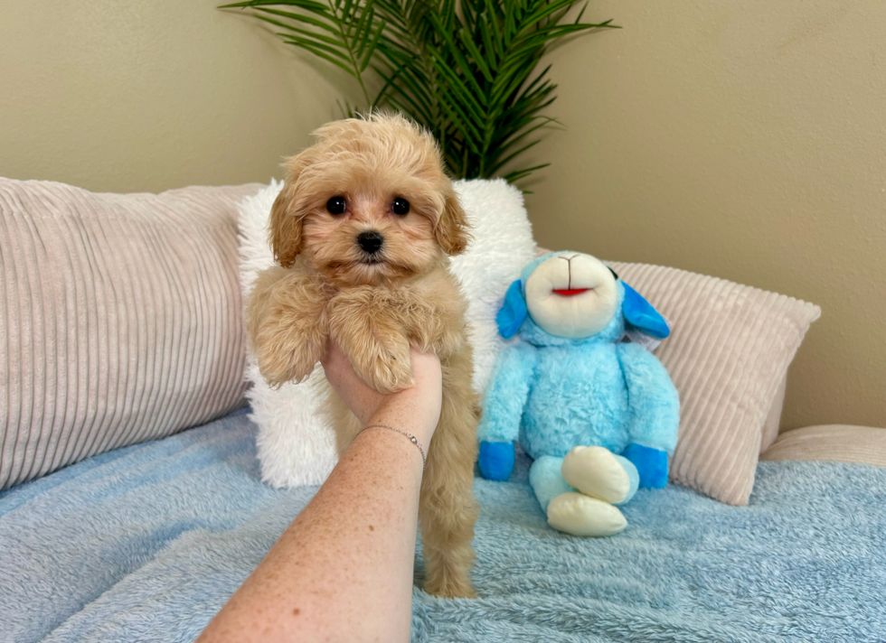 Cute Cavapoo Baby