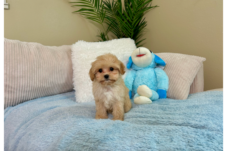 Cute Cavapoo Baby