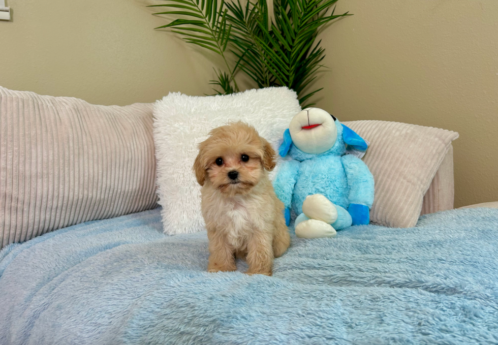 Cute Cavapoo Baby