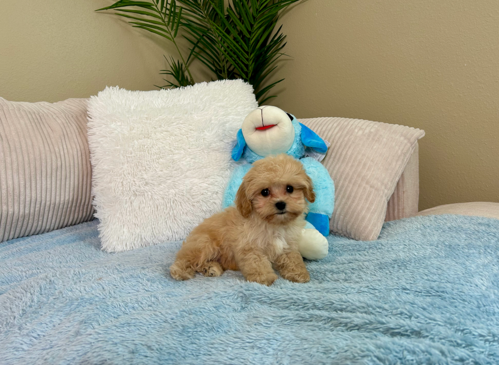 Cute Cavapoo Baby