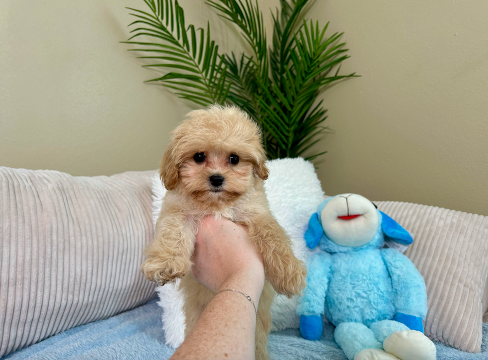 Cute Cavoodle Poodle Mix Puppy