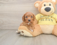 9 week old Cavapoo Puppy For Sale - Lone Star Pups
