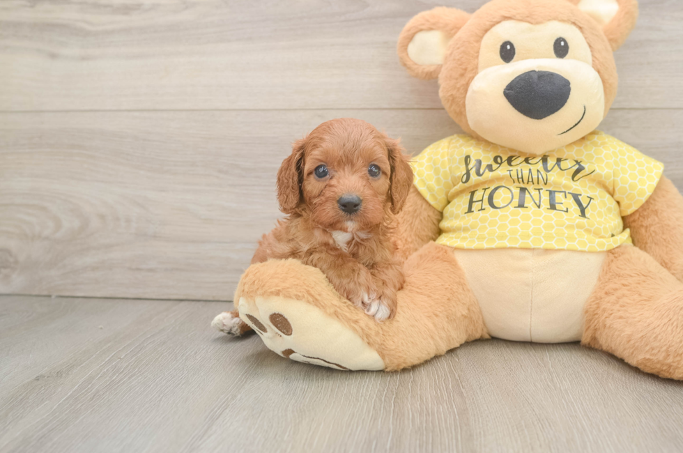 6 week old Cavapoo Puppy For Sale - Lone Star Pups