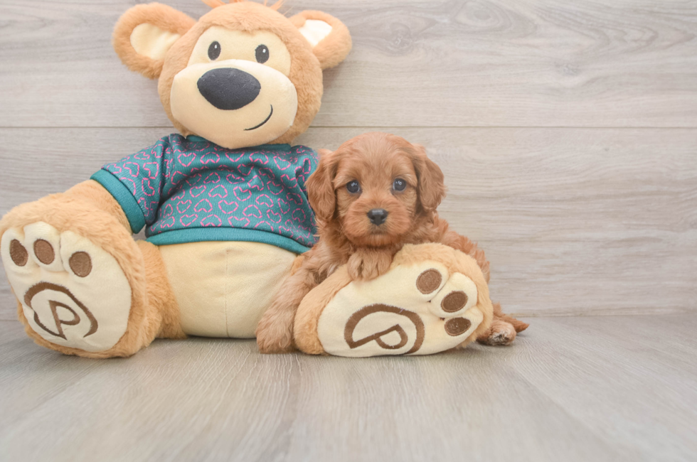 5 week old Cavapoo Puppy For Sale - Lone Star Pups