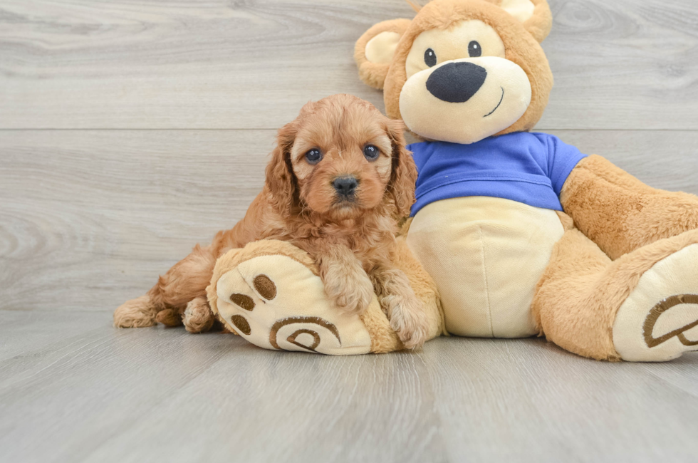 6 week old Cavapoo Puppy For Sale - Lone Star Pups