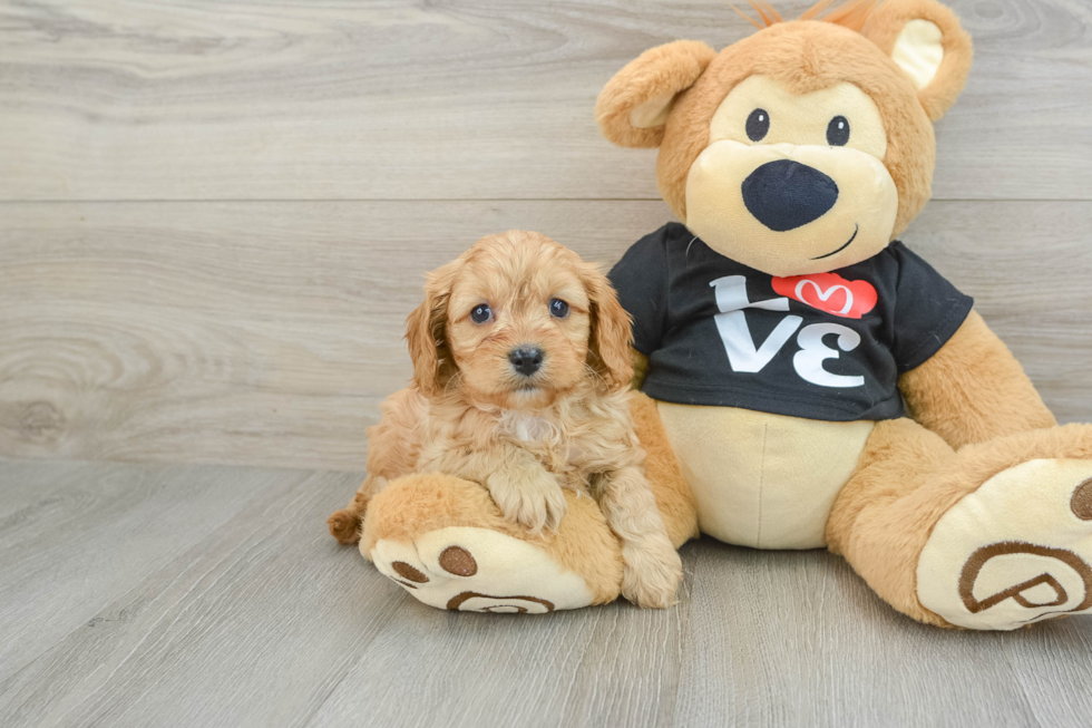 Friendly Cavapoo Baby