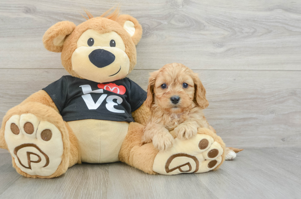 6 week old Cavapoo Puppy For Sale - Lone Star Pups