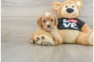 Sweet Cavapoo Baby