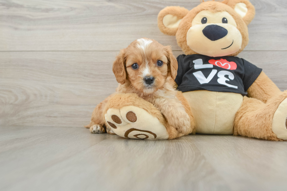 Sweet Cavapoo Baby