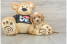 Cavapoo Puppy for Adoption