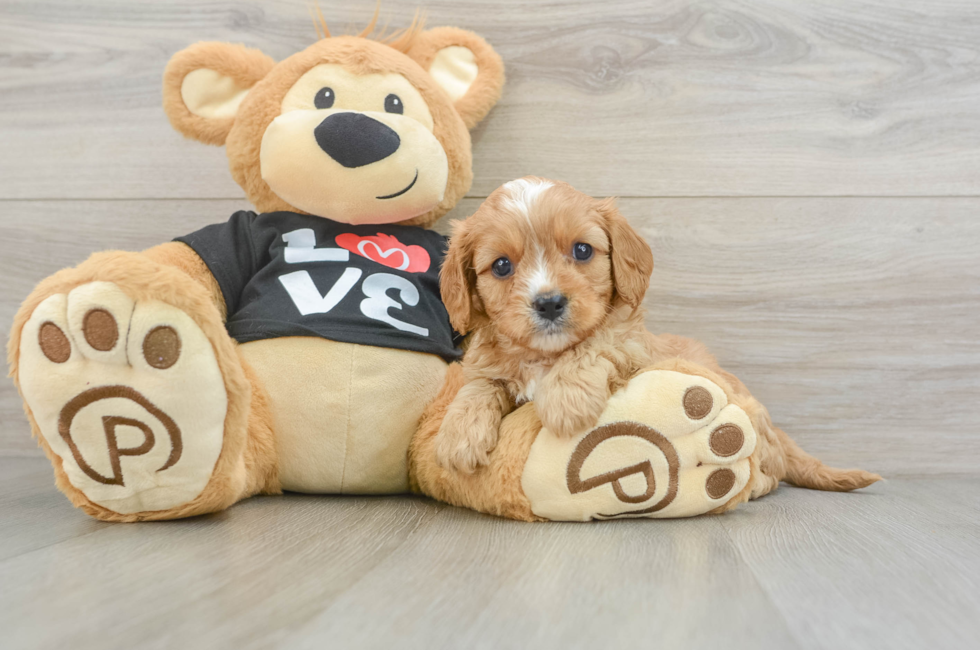 6 week old Cavapoo Puppy For Sale - Lone Star Pups