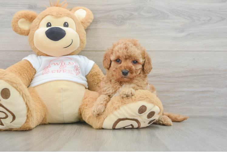 Energetic Cavoodle Poodle Mix Puppy