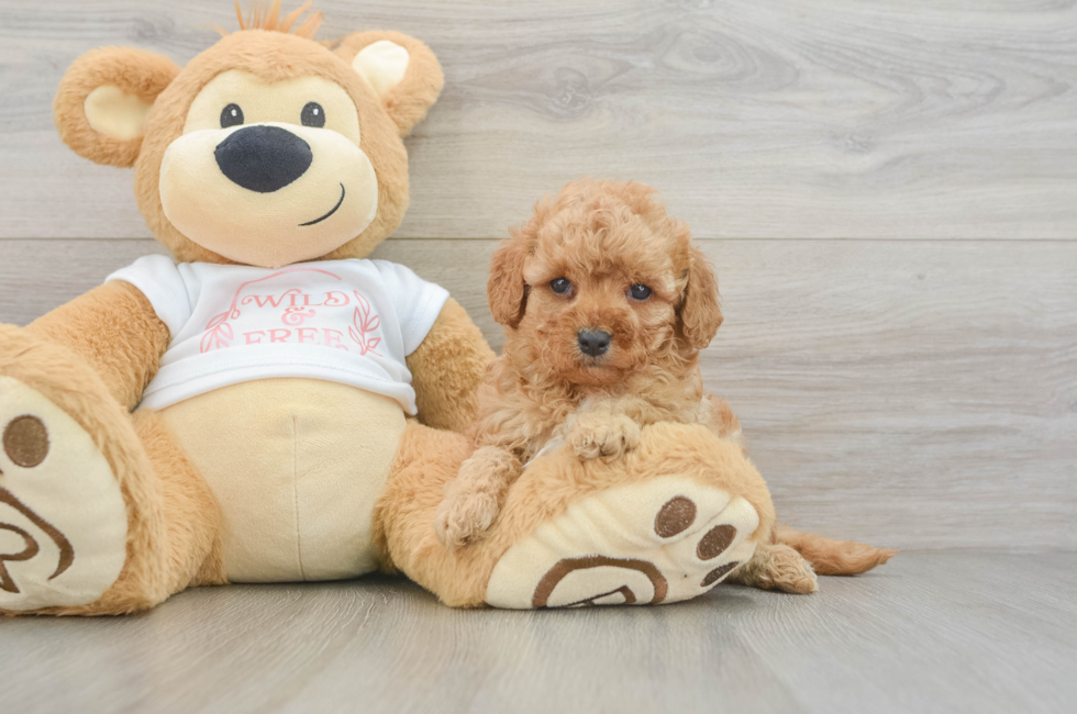 7 week old Cavapoo Puppy For Sale - Lone Star Pups