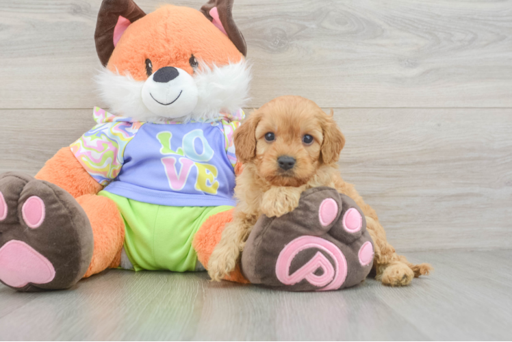 Best Cavapoo Baby