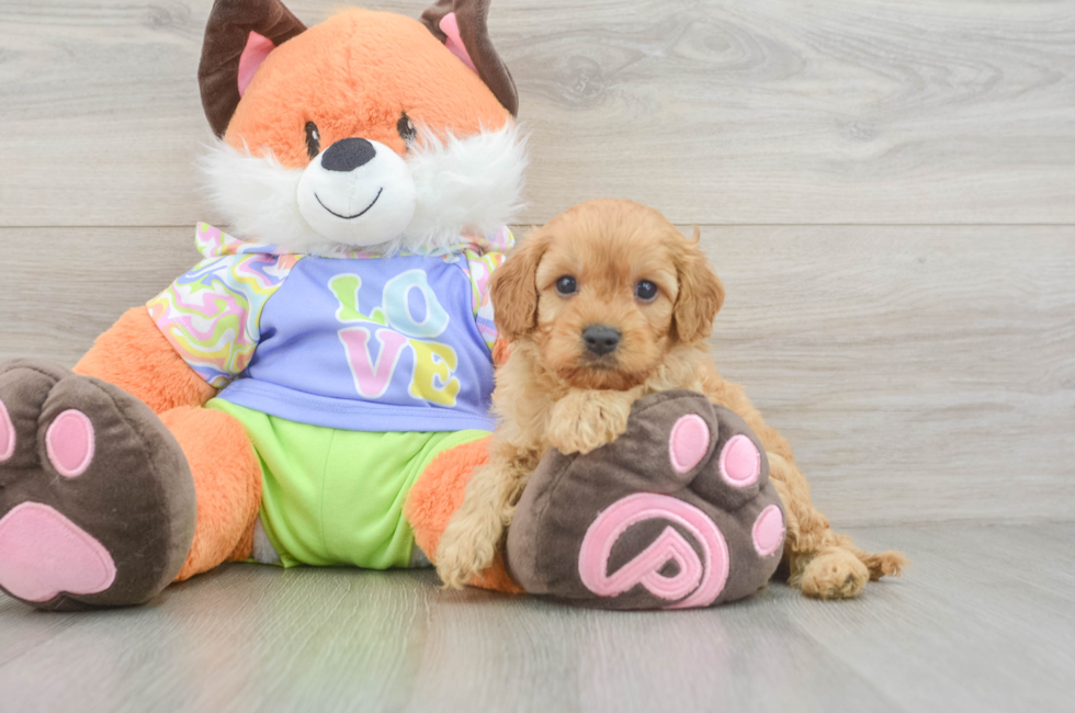 5 week old Cavapoo Puppy For Sale - Lone Star Pups