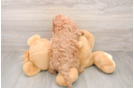 Cavapoo Puppy for Adoption