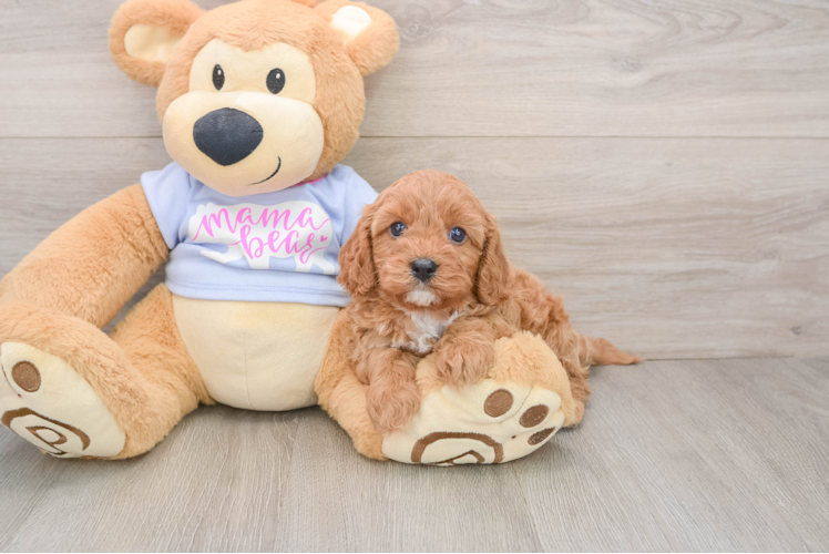 Cavapoo Pup Being Cute