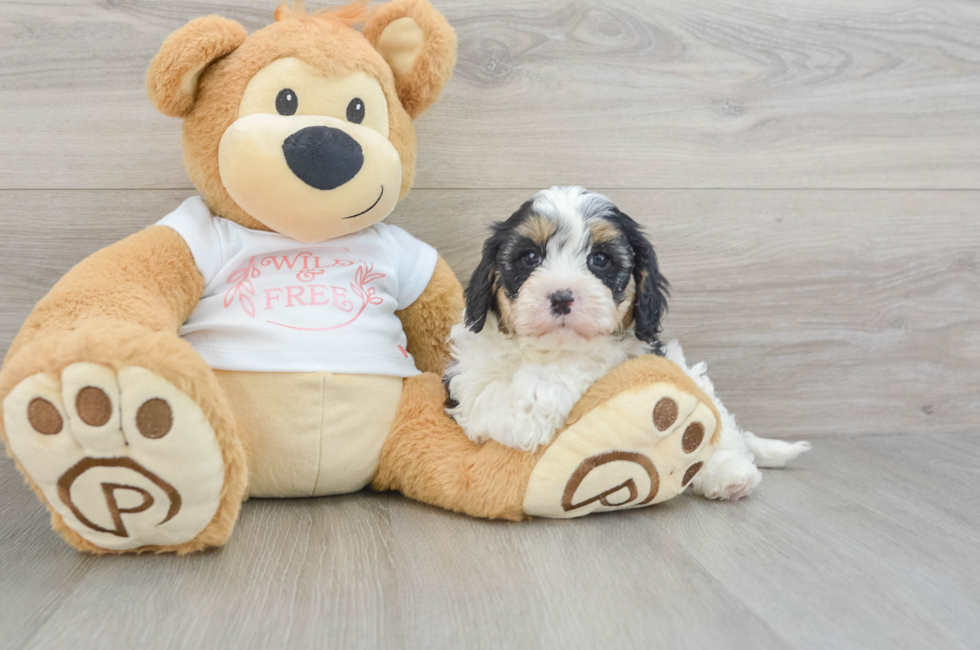 5 week old Cavapoo Puppy For Sale - Lone Star Pups