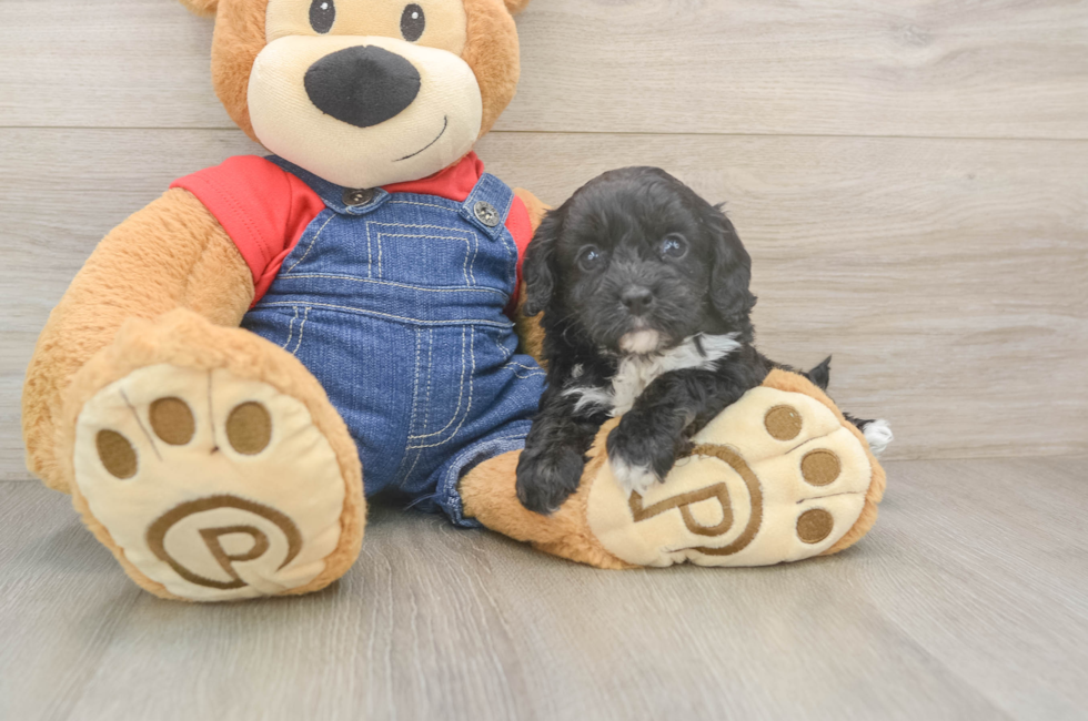5 week old Cavapoo Puppy For Sale - Lone Star Pups