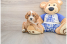Happy Cavapoo Baby