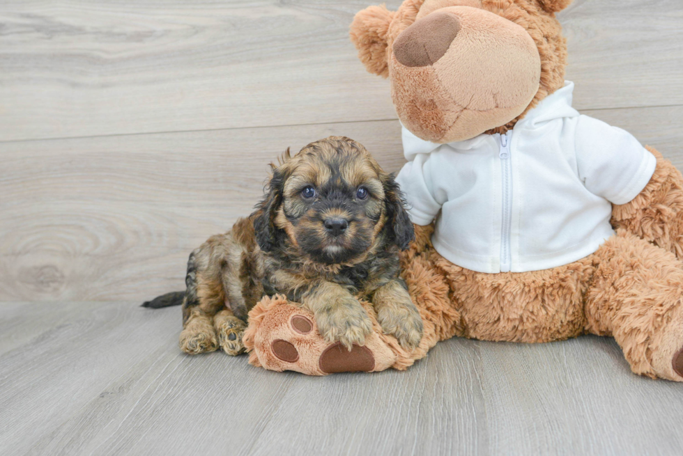 Cavapoo Puppy for Adoption
