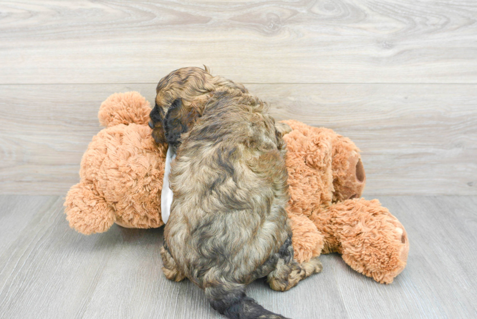 Funny Cavapoo Poodle Mix Pup