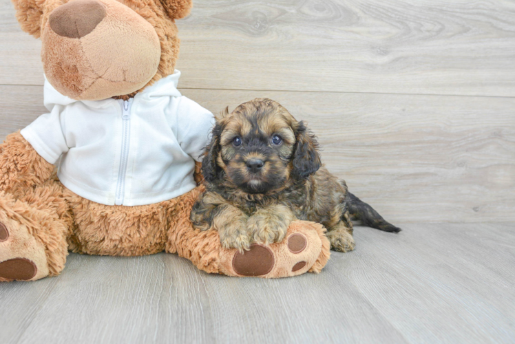 Cavapoo Puppy for Adoption