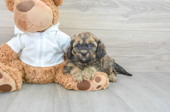 Cavapoo Puppy for Adoption