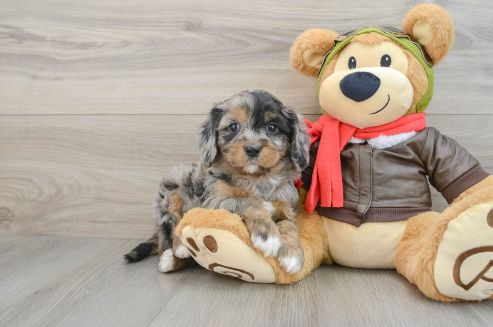 5 week old Cavapoo Puppy For Sale - Lone Star Pups