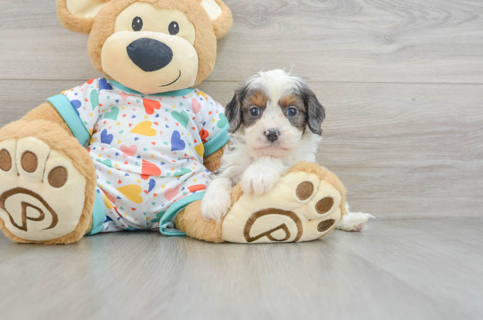 6 week old Cavapoo Puppy For Sale - Lone Star Pups