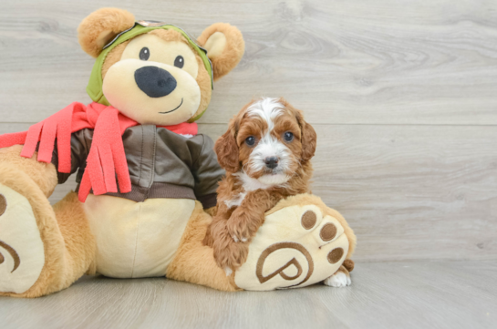 Best Cavapoo Baby