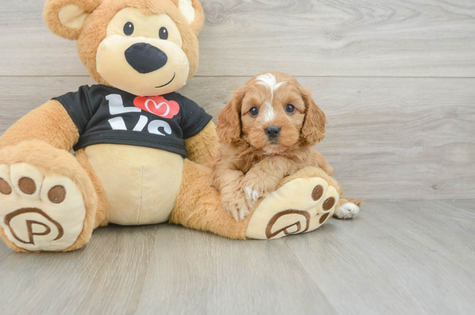 7 week old Cavapoo Puppy For Sale - Lone Star Pups