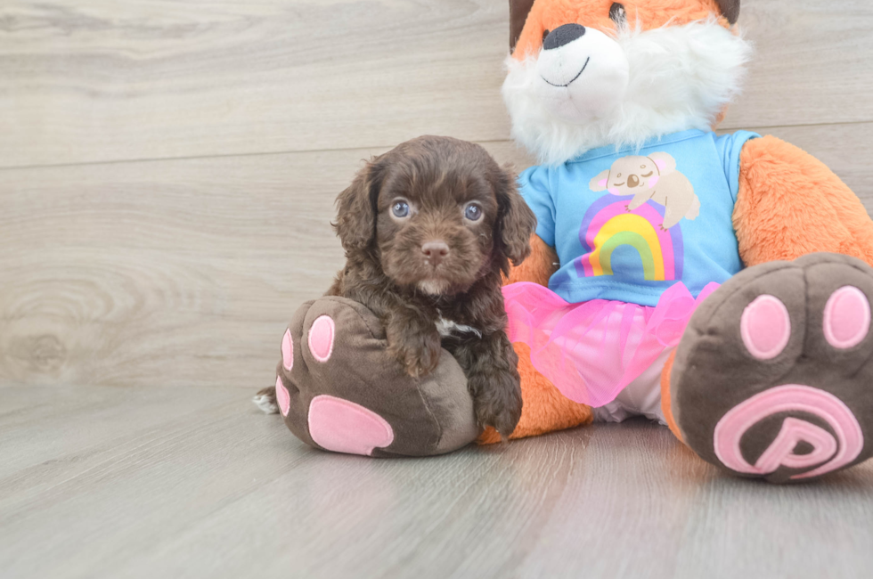5 week old Cavapoo Puppy For Sale - Lone Star Pups