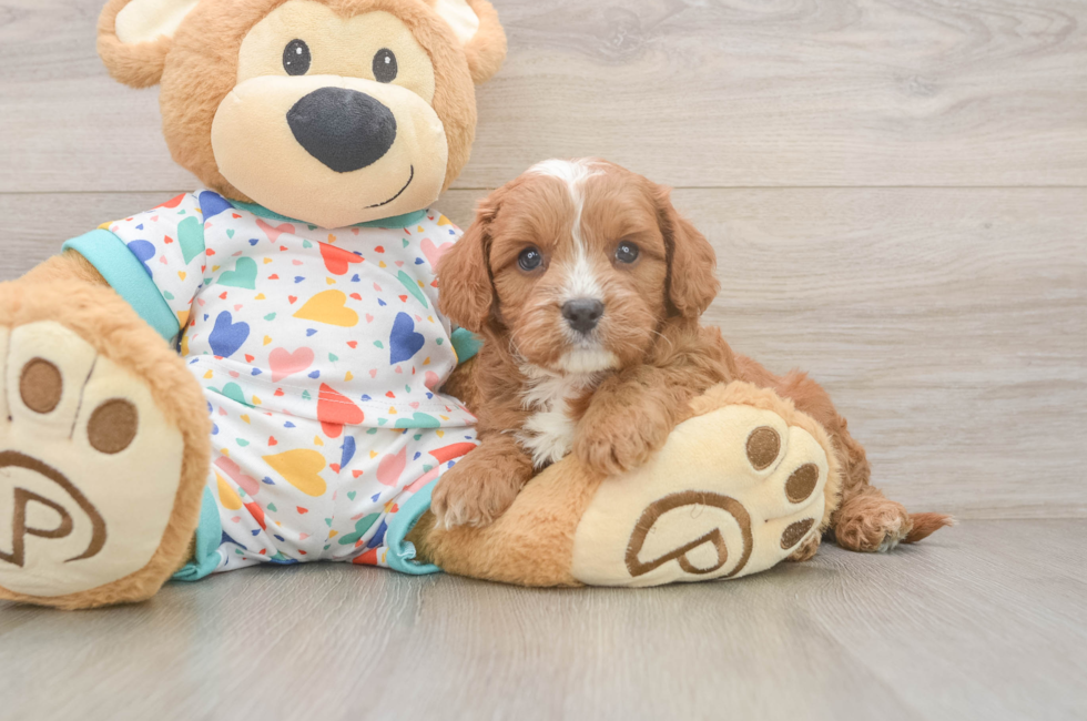 6 week old Cavapoo Puppy For Sale - Lone Star Pups