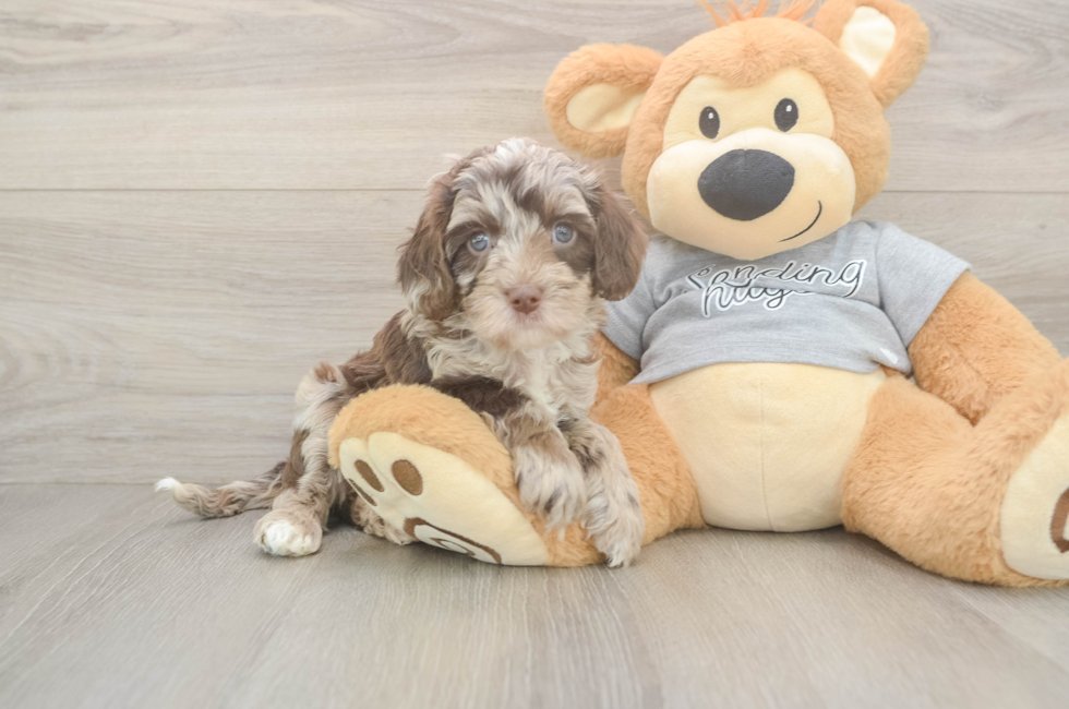 5 week old Cavapoo Puppy For Sale - Lone Star Pups