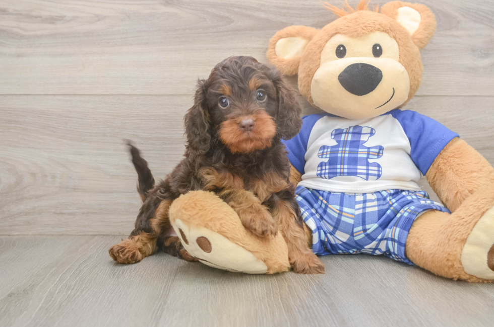5 week old Cavapoo Puppy For Sale - Lone Star Pups