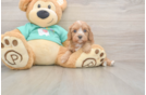 Cute Cavapoo Baby
