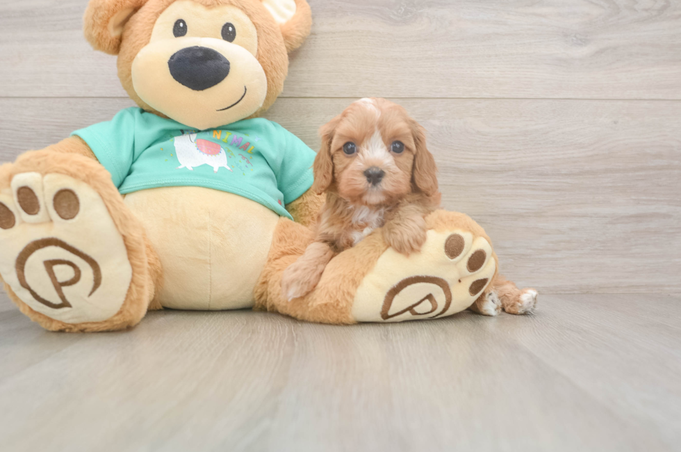 6 week old Cavapoo Puppy For Sale - Lone Star Pups