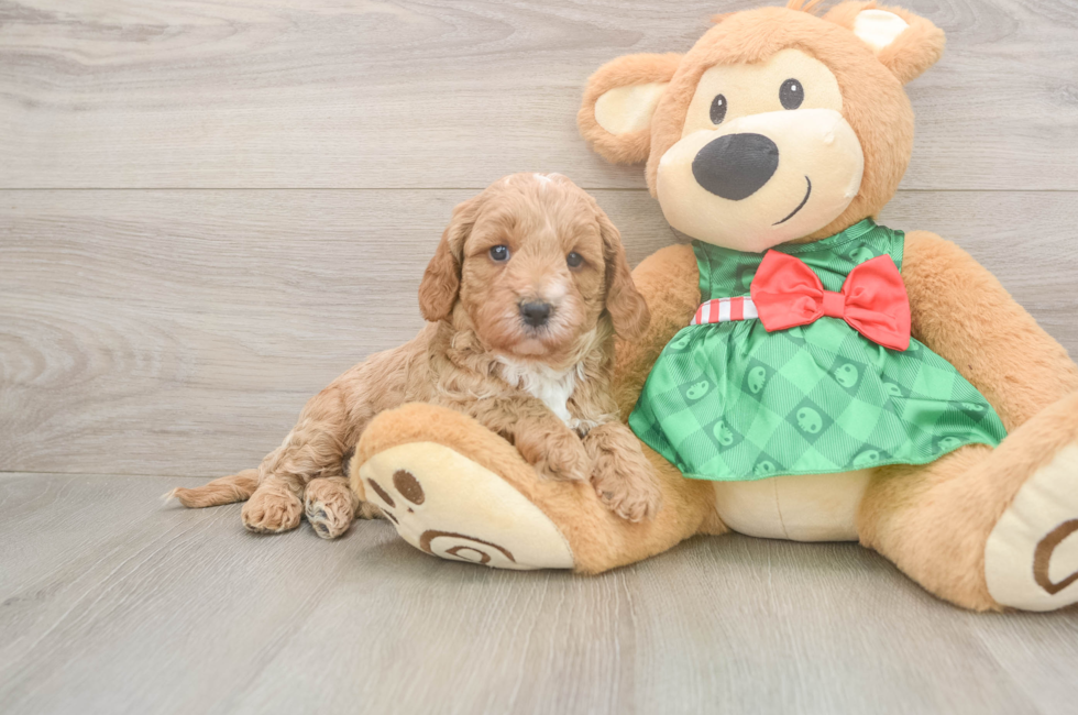 5 week old Cavapoo Puppy For Sale - Lone Star Pups
