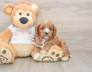 8 week old Cavapoo Puppy For Sale - Lone Star Pups