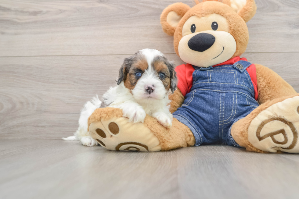 Popular Cavapoo Poodle Mix Pup