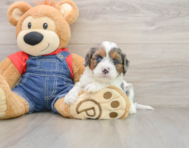 8 week old Cavapoo Puppy For Sale - Lone Star Pups
