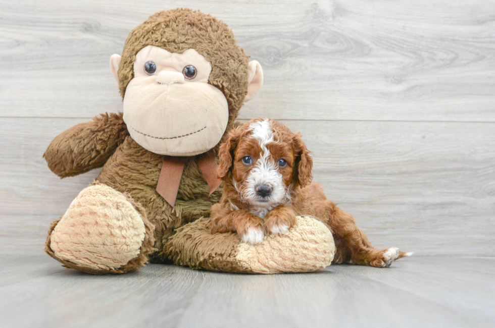 5 week old Cavapoo Puppy For Sale - Lone Star Pups