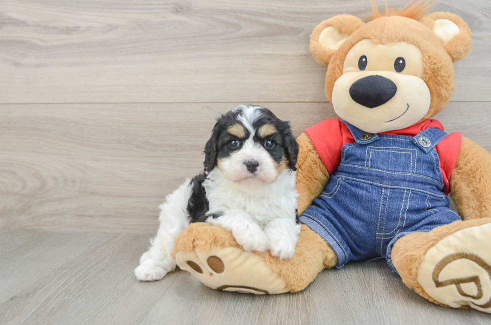 6 week old Cavapoo Puppy For Sale - Lone Star Pups