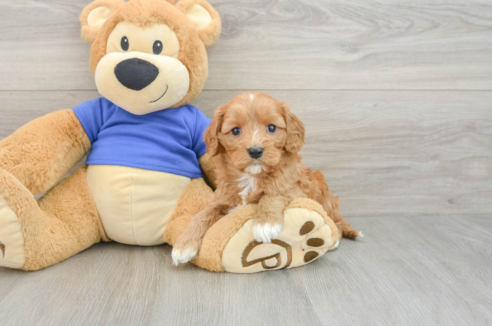 5 week old Cavapoo Puppy For Sale - Lone Star Pups