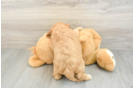 Cute Cavapoo Baby
